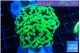 Euphyllia paraancora glow tip 4-7 cm WYSIWYG acclimaté