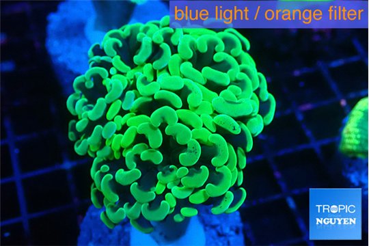 Euphyllia paraancora glow tip 4-7 cm WYSIWYG acclimaté