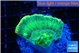 Favia green moon 3-4 cm WYSIWYG acclimaté