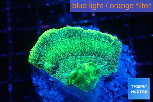 Favia green moon 3-4 cm WYSIWYG acclimaté