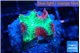 Favia red green monster 2-3 cm WYSIWYG acclimaté