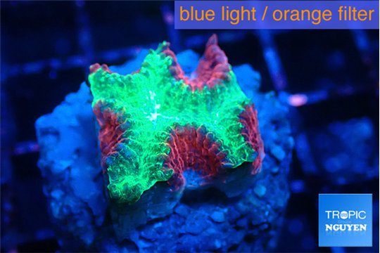 Favia red green monster 2-3 cm WYSIWYG acclimaté
