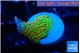 Montipora red fire forest 2 cm WYSIWYG acclimaté