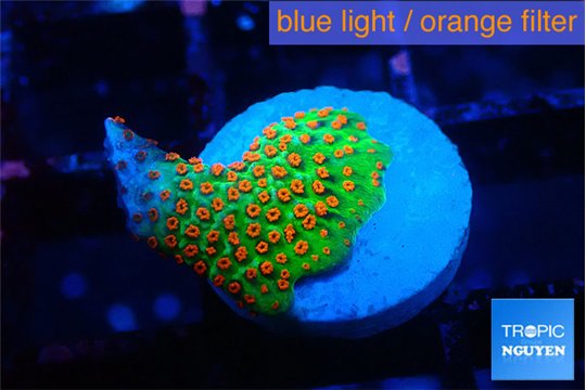 Montipora red fire forest 2 cm WYSIWYG acclimaté