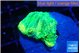 Favia green moon 2 cm WYSIWYG acclimaté