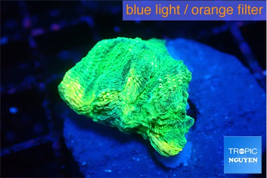 Favia green moon 2 cm WYSIWYG acclimaté