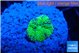 Ricordea floridae green small polyp 1 polyp WYSIWYG acclimaté