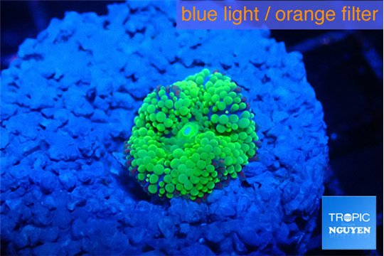 Ricordea floridae green small polyp 1 polyp WYSIWYG acclimaté