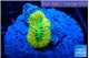 Ricordea floridae rainbow 1 polyp WYSIWYG acclimaté