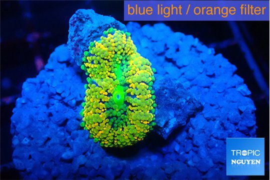 Ricordea floridae rainbow 1 polyp WYSIWYG acclimaté