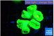 Caulastrea neon green 6-8 polyps WYSIWYG acclimaté