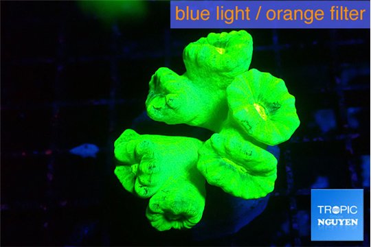 Caulastrea neon green 6-8 polyps WYSIWYG acclimaté