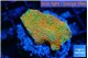 Montipora red fire forest 3-4 cm WYSIWYG acclimaté