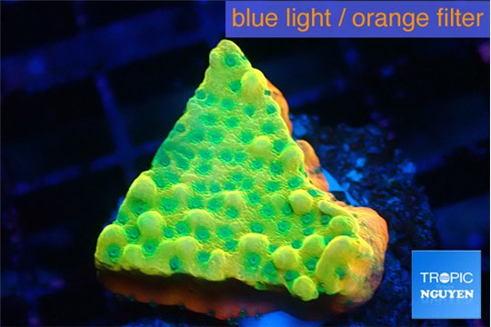 Montipora kungpao sunset phoenix 2-3 cm WYSIWYG acclimaté