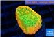 Montipora kungpao sunset phoenix 3-5 cm WYSIWYG acclimaté