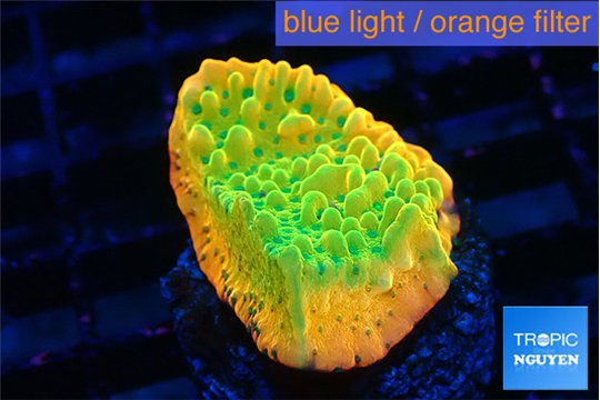 Montipora kungpao sunset phoenix 3-5 cm WYSIWYG acclimaté