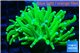 Euphyllia grabrescens ufo 4-7 cm WYSIWYG acclimaté