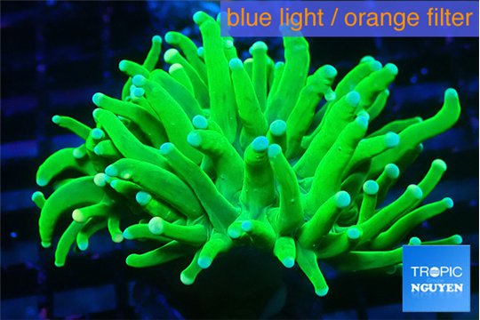 Euphyllia grabrescens ufo 4-7 cm WYSIWYG acclimaté