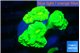 Caulastrea neon green 6-7 polyps WYSIWYG acclimaté