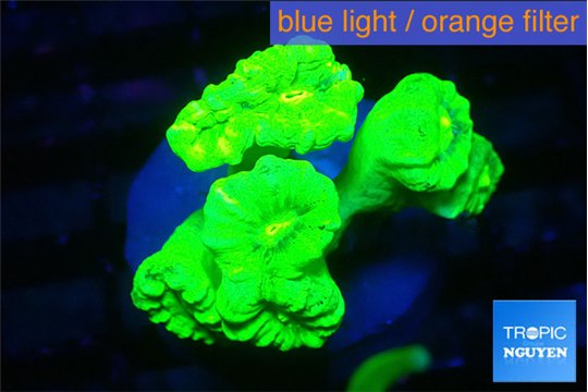 Caulastrea neon green 6-7 polyps WYSIWYG acclimaté