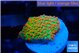Montipora red fire forest 1-2 cm WYSIWYG acclimaté