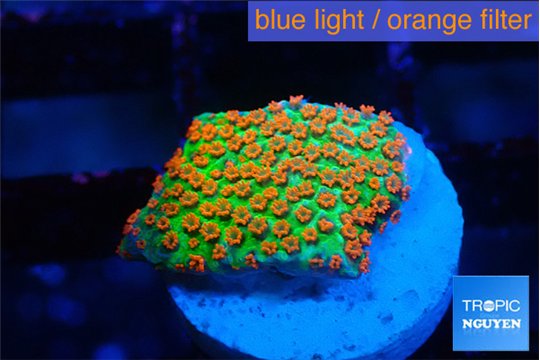 Montipora red fire forest 1-2 cm WYSIWYG acclimaté