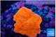 Montipora red cap 1-2 cm WYSIWYG acclimaté