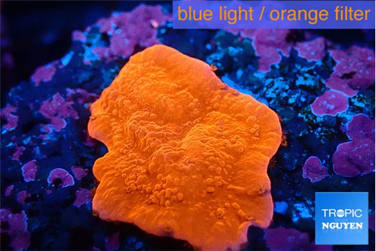 Montipora red cap 1-2 cm WYSIWYG acclimaté