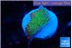 Montipora red fire forest 1 cm WYSIWYG acclimaté