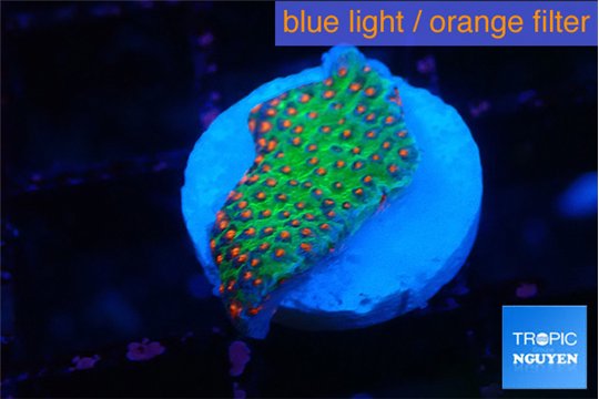 Montipora red fire forest 1 cm WYSIWYG acclimaté