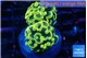 Euphyllia paraancora electro 3-6 cm WYSIWYG acclimaté