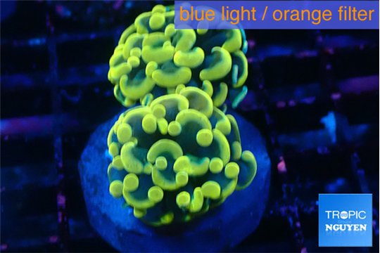 Euphyllia paraancora electro 3-6 cm WYSIWYG acclimaté