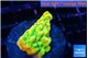 Montipora kungpao sunset phoenix 2-3 cm WYSIWYG acclimaté
