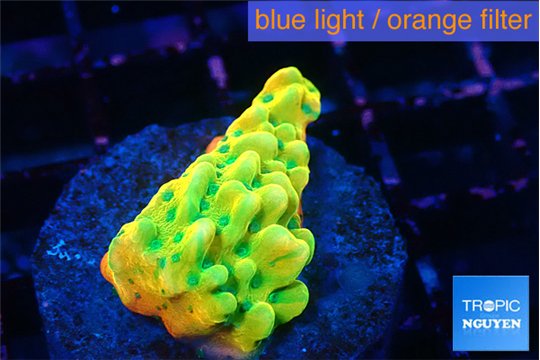Montipora kungpao sunset phoenix 2-3 cm WYSIWYG acclimaté