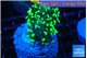 Euphyllia paraancora glow tip 3-6 cm WYSIWYG acclimaté