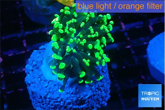 Euphyllia paraancora glow tip 3-6 cm WYSIWYG acclimaté