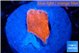 Montipora red cap 1 cm WYSIWYG acclimaté