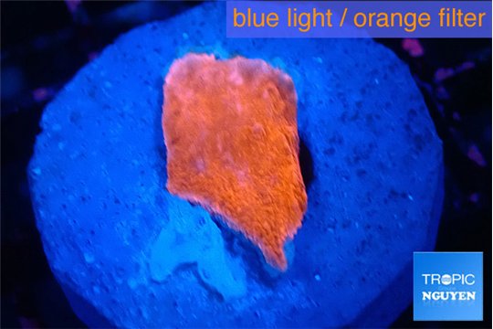 Montipora red cap 1 cm WYSIWYG acclimaté