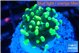 Euphyllia paraancora glow tip 2-4 cm WYSIWYG acclimaté