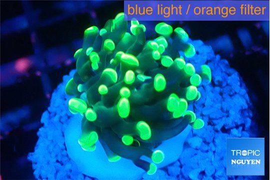Euphyllia paraancora glow tip 2-4 cm WYSIWYG acclimaté