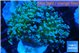 Euphyllia paradivisa green sunset 5-8 cm WYSIWYG acclimaté