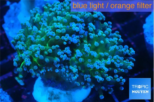 Euphyllia paradivisa green sunset 5-8 cm WYSIWYG acclimaté