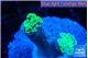 Euphyllia paraancora glow tip 2-4 cm WYSIWYG acclimaté