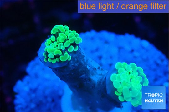 Euphyllia paraancora glow tip 2-4 cm WYSIWYG acclimaté