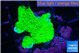 Montipora green cap 2-3 cm WYSIWYG acclimaté