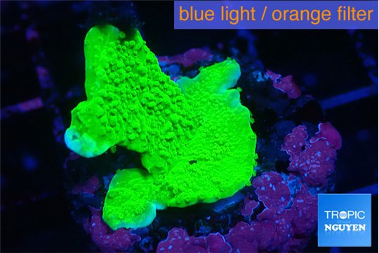 Montipora green cap 2-3 cm WYSIWYG acclimaté