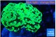 Euphyllia paraancora glow tip 3-5 cm WYSIWYG acclimaté