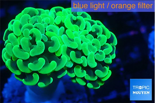 Euphyllia paraancora glow tip 3-5 cm WYSIWYG acclimaté