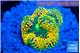 Ricordea floridae rainbow 2-4 cm WYSIWYG acclimaté