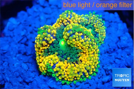 Ricordea floridae rainbow 2-4 cm WYSIWYG acclimaté